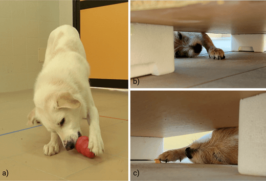 Research photos showing a dog using a front paw on a treat toy and reaching under furniture for food.